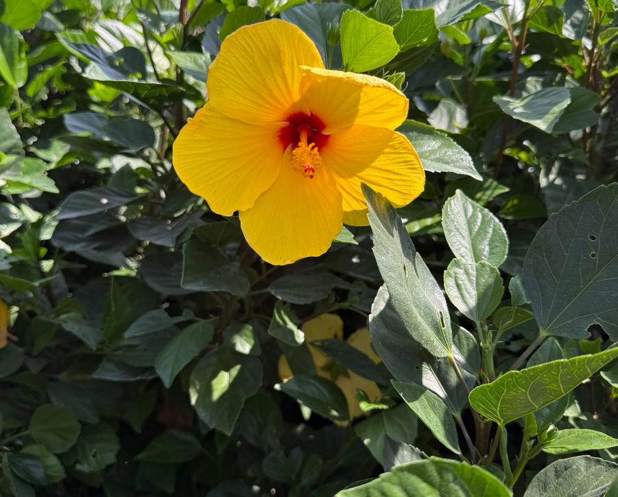 Hibiscus 5 Gallon - Now $14.99
