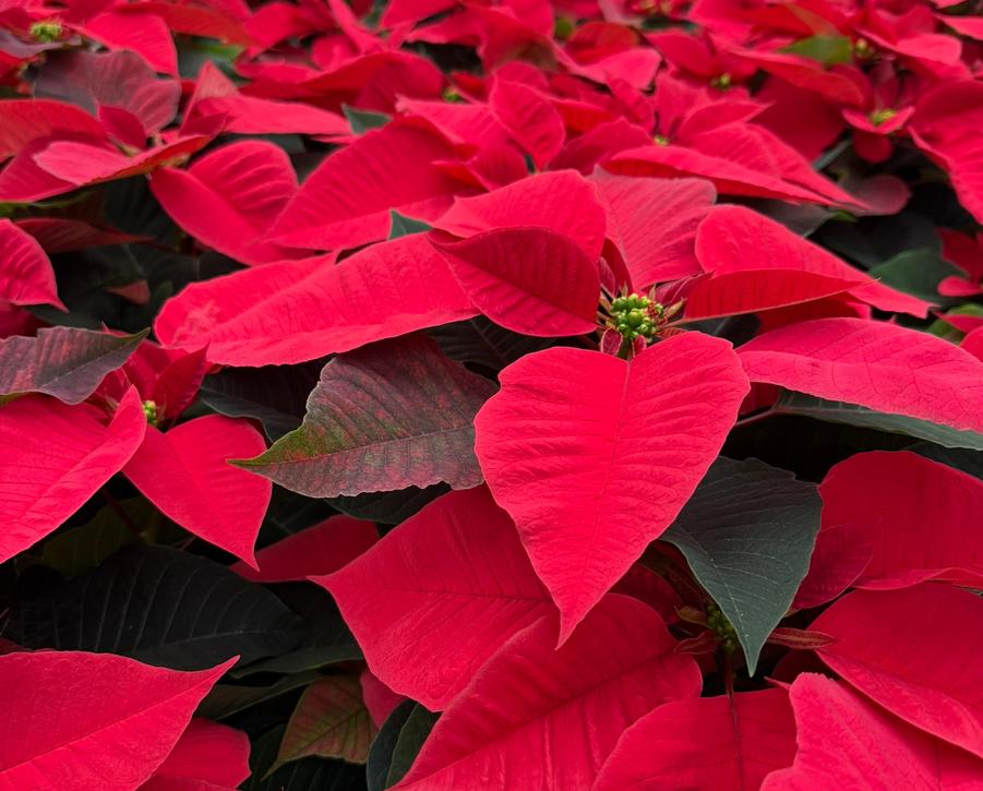 Poinsettias