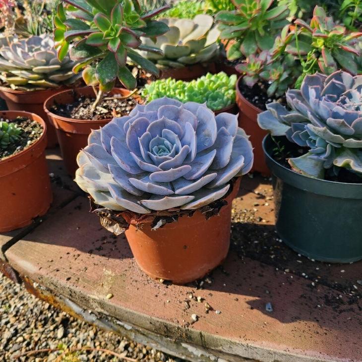Succulents