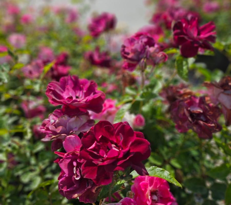 Who We Are and What We Do