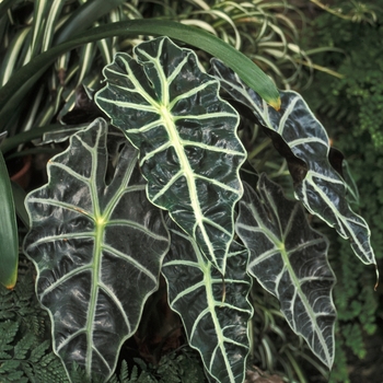 Alocasia amazonica - African Mask