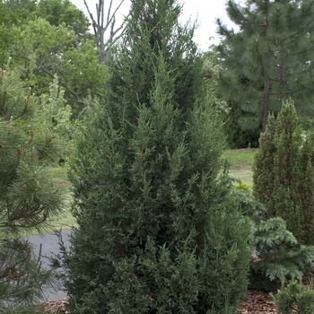 Juniperus chinensis - 'Blue Point' Chinese Juniper