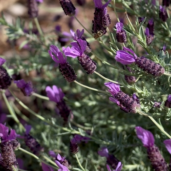 Lavandula stoechas var. pedunculata - Spanish Lavender