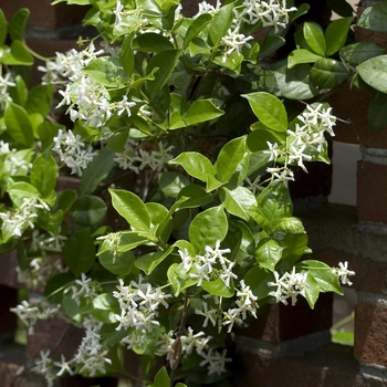 Trachelospermum jasminoides - Star Jasmine (Bush)