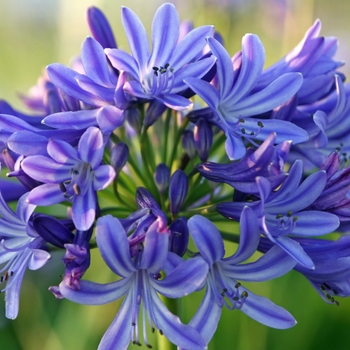Agapanthus - Compact African Lily