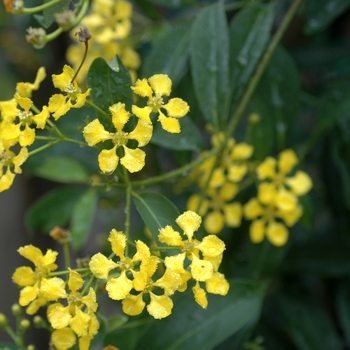 Mascagnia macropetala - Butterfly vine