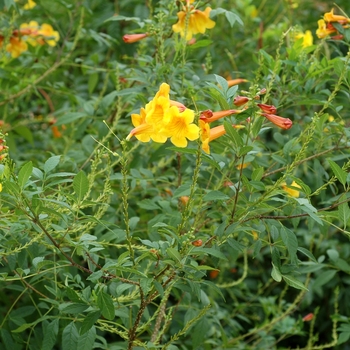Tecoma stans - Yellow Bells