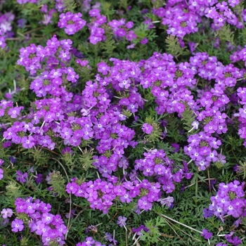 Verbena - Tapien 'Lilac'
