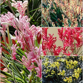 Anigozanthos - 'Multiple Varieties' Kangaroo Paws