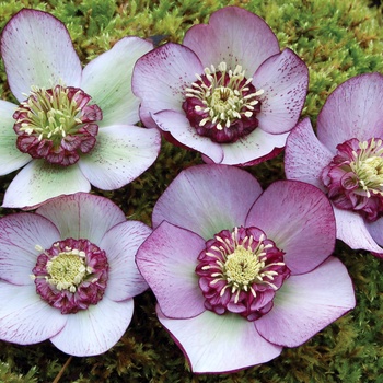 Helleborus - 'Carousel Strain' Lenten Rose