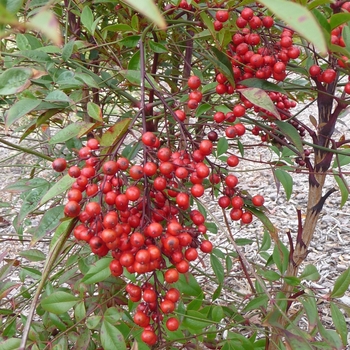 Nandina domestica - Heavenly Bamboo