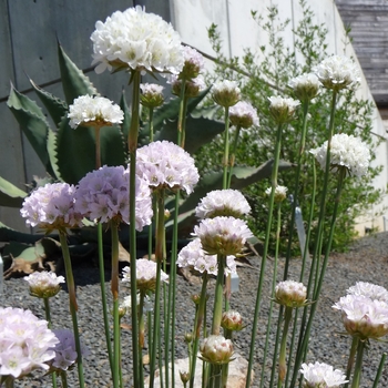 Armeria cinerea - Sea Pink