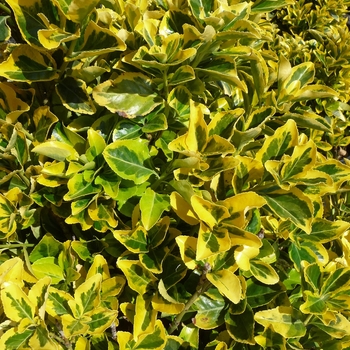 Euonymus japonicus - ''Aureo-marginatus'' Golden Euonymus