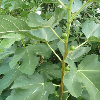 Ficus carica - 'Kadota' Kadota Fig