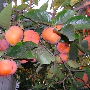 Diospyros kaki - Asian Persimmon