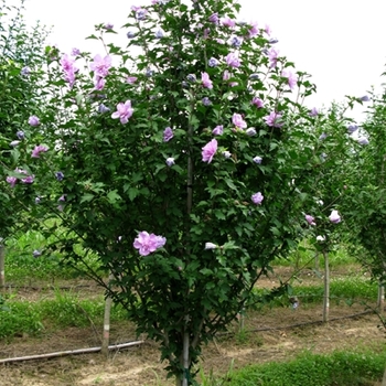 Hibiscus syriacus - Rose of Sharon