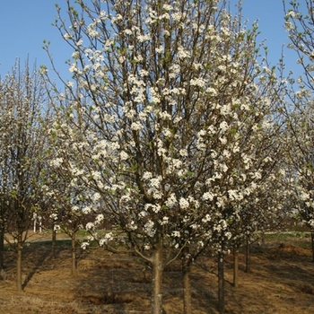 Pyrus calleryana - ''Bradford'' Flowering Pear