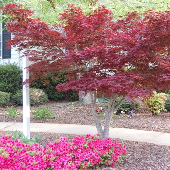 Acer palmatum var. atropurpureum - 'Bloodgood' Japanese Maple (Red Maple)