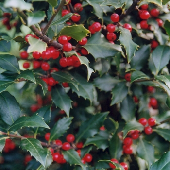 Ilex - Ilex Holly