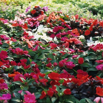 Impatiens hawkeri - New Guinea Impatiens, Mixed Colors