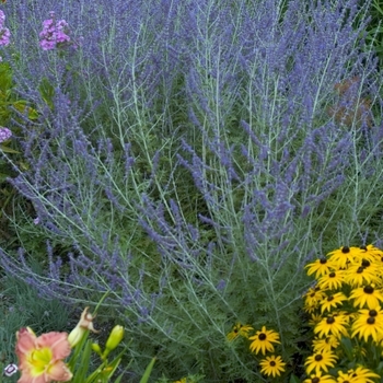 Perovskia atriplicifolia - Russian Sage