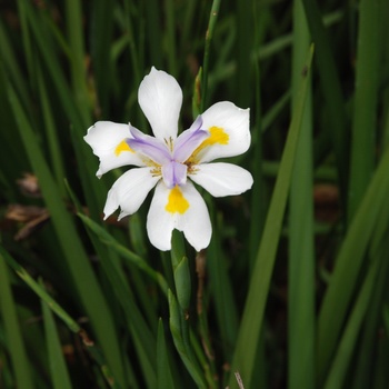 Dietes bicolor - Butterfly Flag