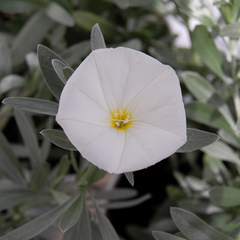 Convolvulus cneorum - Bush Morning Glory