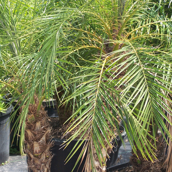 Phoenix roebelenii - Pygmy Date Palm