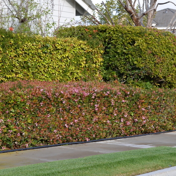 Abelia - 'Edward Goucher'