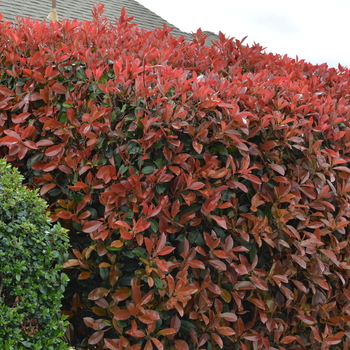 Photinia Fraseri - Red Tip Photinia