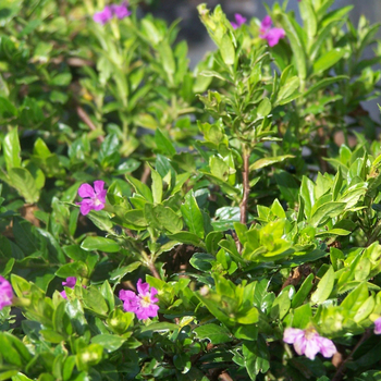 Cuphea hyssopifolia - False Heather