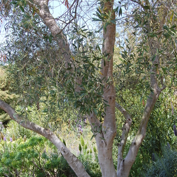 Olea europea - Olive