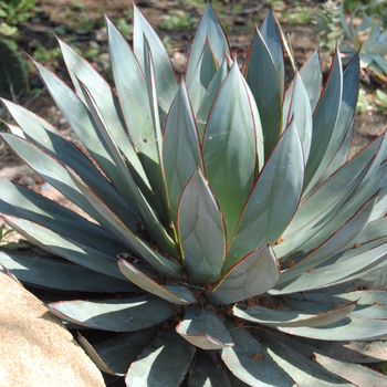 Agave - 'Blue Glow' Century Plant