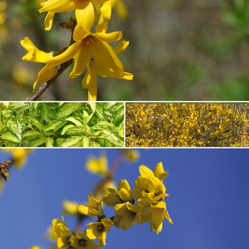 Forsythia - Forsythia Multiple Varieties