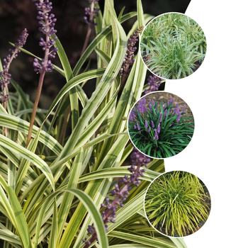 Liriope - 'Multiple Varieties' Lily-turf