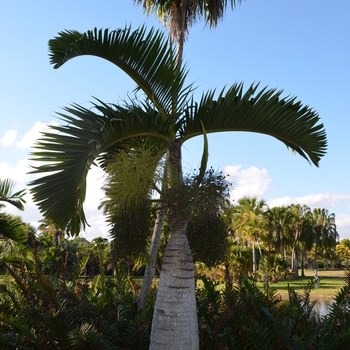 Hyophorbe lagenicaulis - Bottle Palm