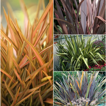 Phormium tenax - 'Multiple Colored Varieties' New Zealand Flax