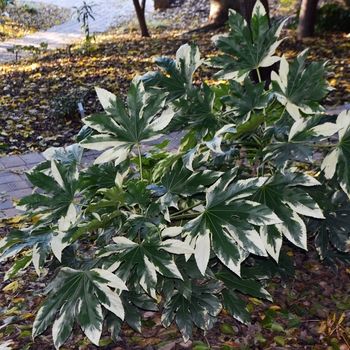 Fatsia japonica - 'Variegata' Variegated Japanese Aralia