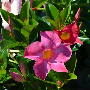 Dipladenia - Pink