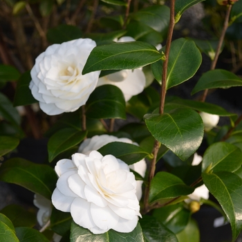Camellia japonica - Camellia