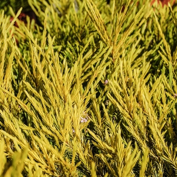 Coleonema pulchellum - 'Sunset Gold' Breath of Heaven