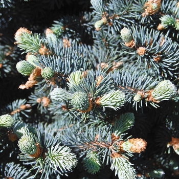 Picea pungens var. glauca - Colorado Blue Spruce