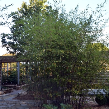 Phyllostachys nigra - Black Bamboo