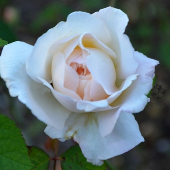 Rosa - Floribunda Rose