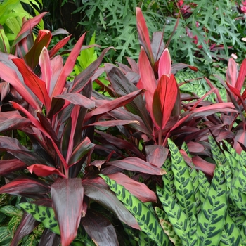 Cordyline fruticosa - 'Florida Red' Ti Plant