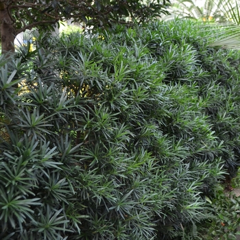 Podocarpus macrophyllus - 'Maki' Chinese Shrub Yew