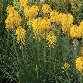 Kniphofia (Dwarf Red Hot Poker) - 'Dwarf Yellow' Red Hot Poker