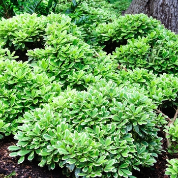 Pittosporum tobira - 'Creme de Mint&trade;' Dwarf Mock Orange