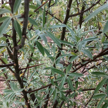 Elaeagnus angustifolia - Russian Olive