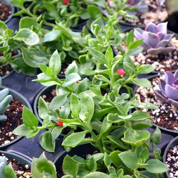 Aptenia cordifolia - 'Red Apple' Ice Plant